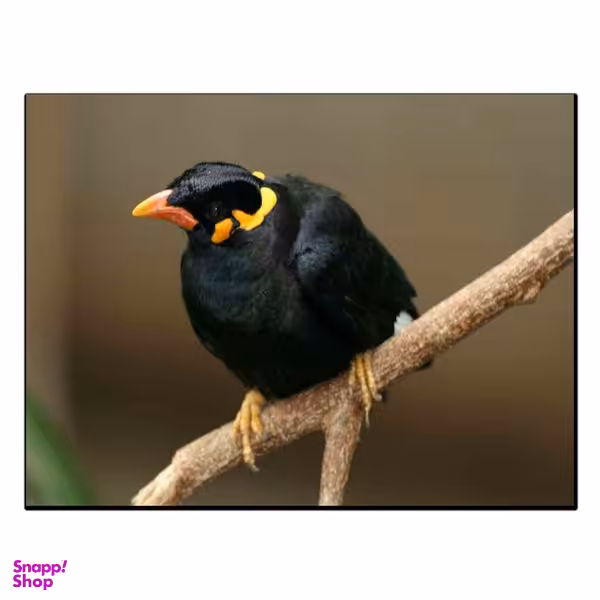 تابلو شاسی بکلیت طرح حیات وحش و پرندگان مدل SH-12980