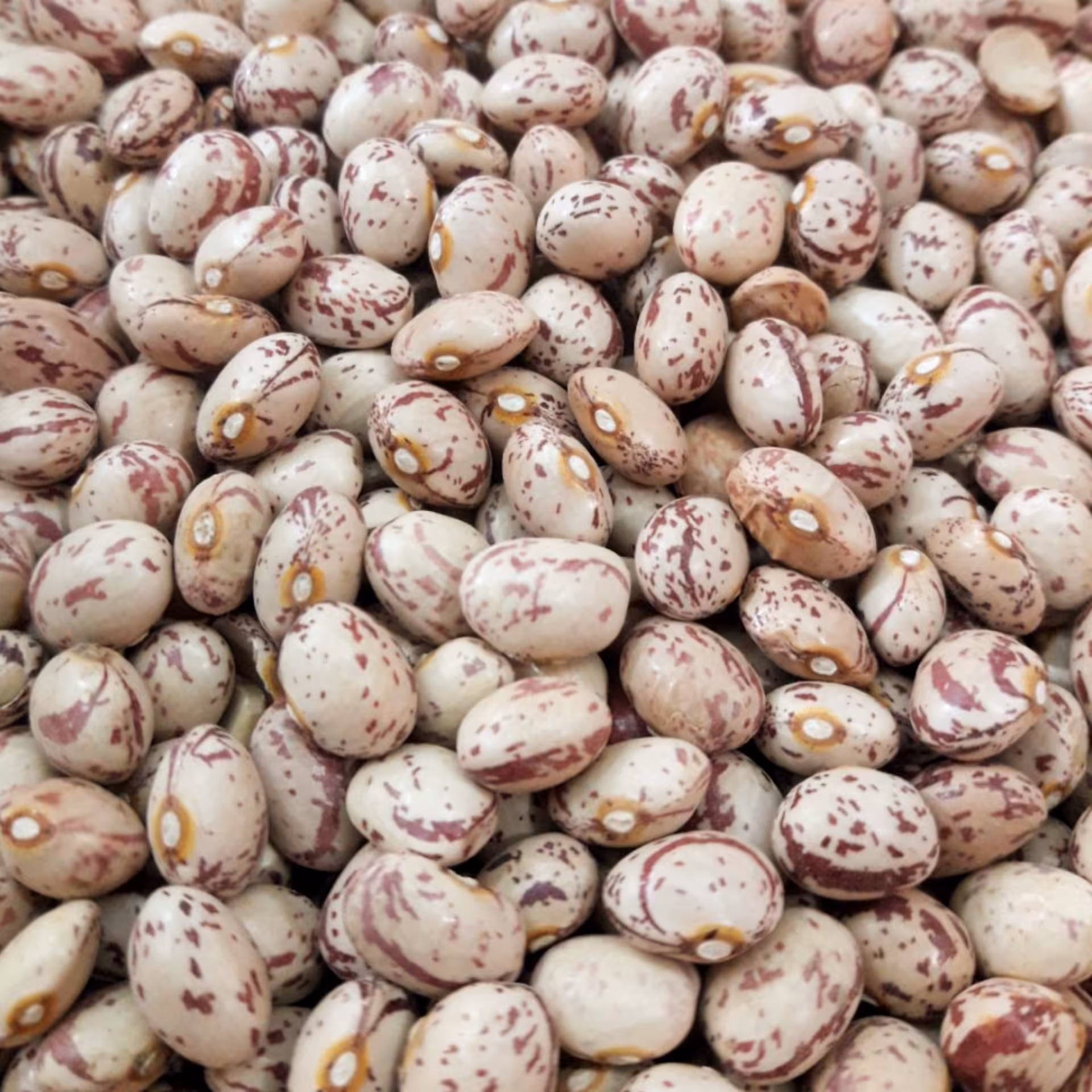 لوبیا چیتی (دست چین)سورتین شده
یکدست و اعلا