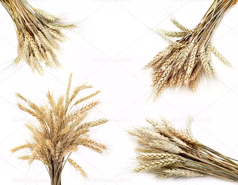 عکس خوشه گندم با کیفیت | گرافیک با طعم تربچه