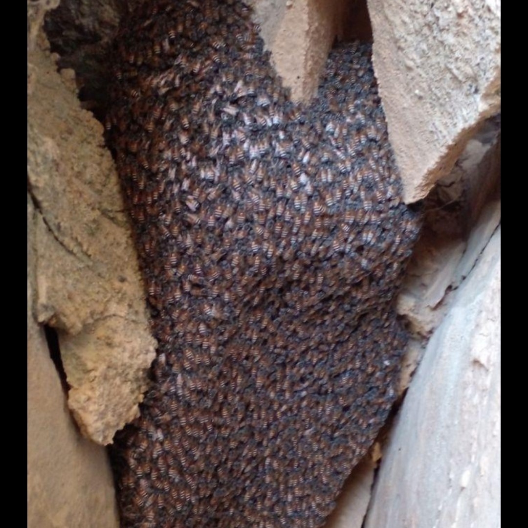 عسل کوهی ( با ضمانت مرجوعی)