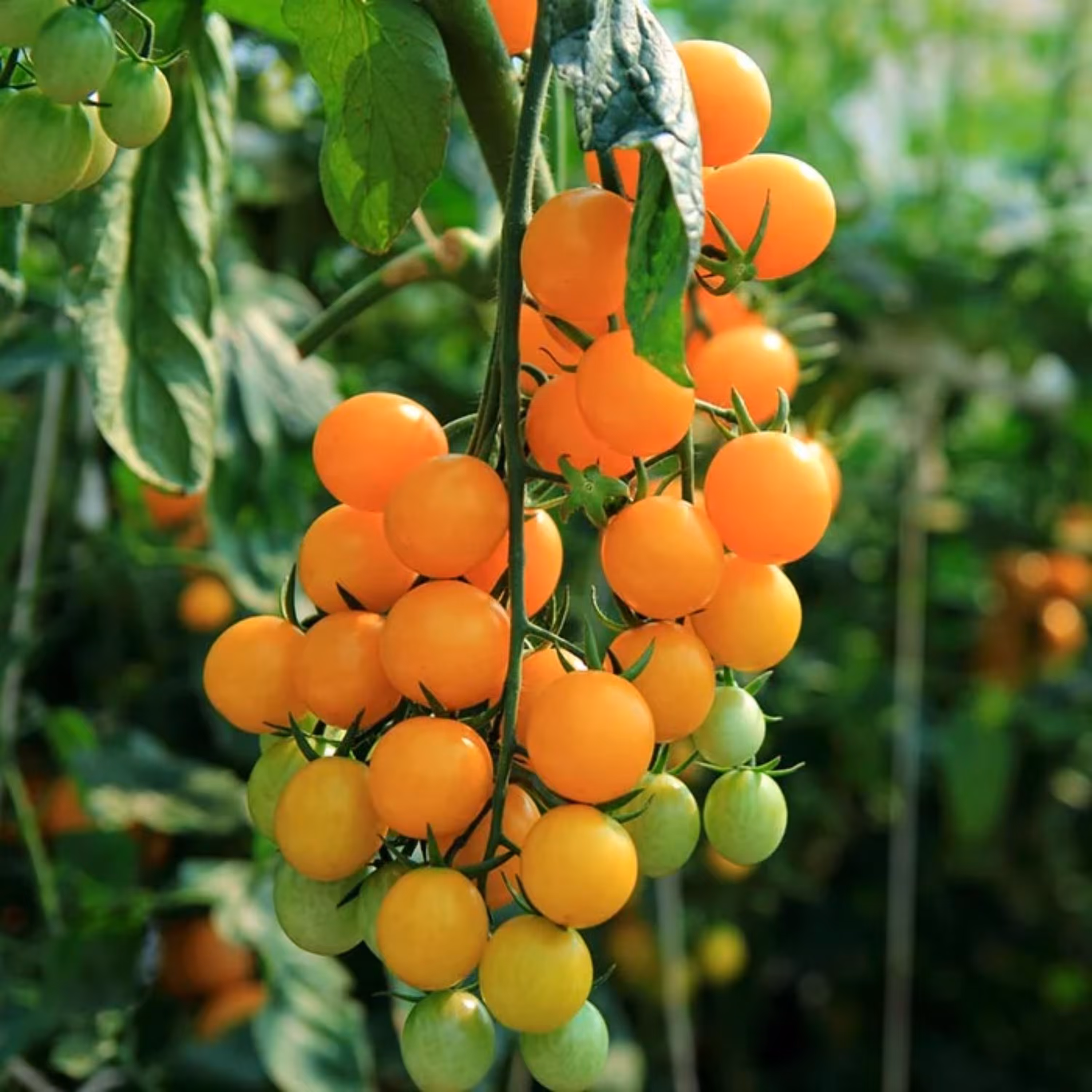 بذر گوجه فرنگی گیلاسی طلایی هیبرید ژاپنی بسته 5 عددی