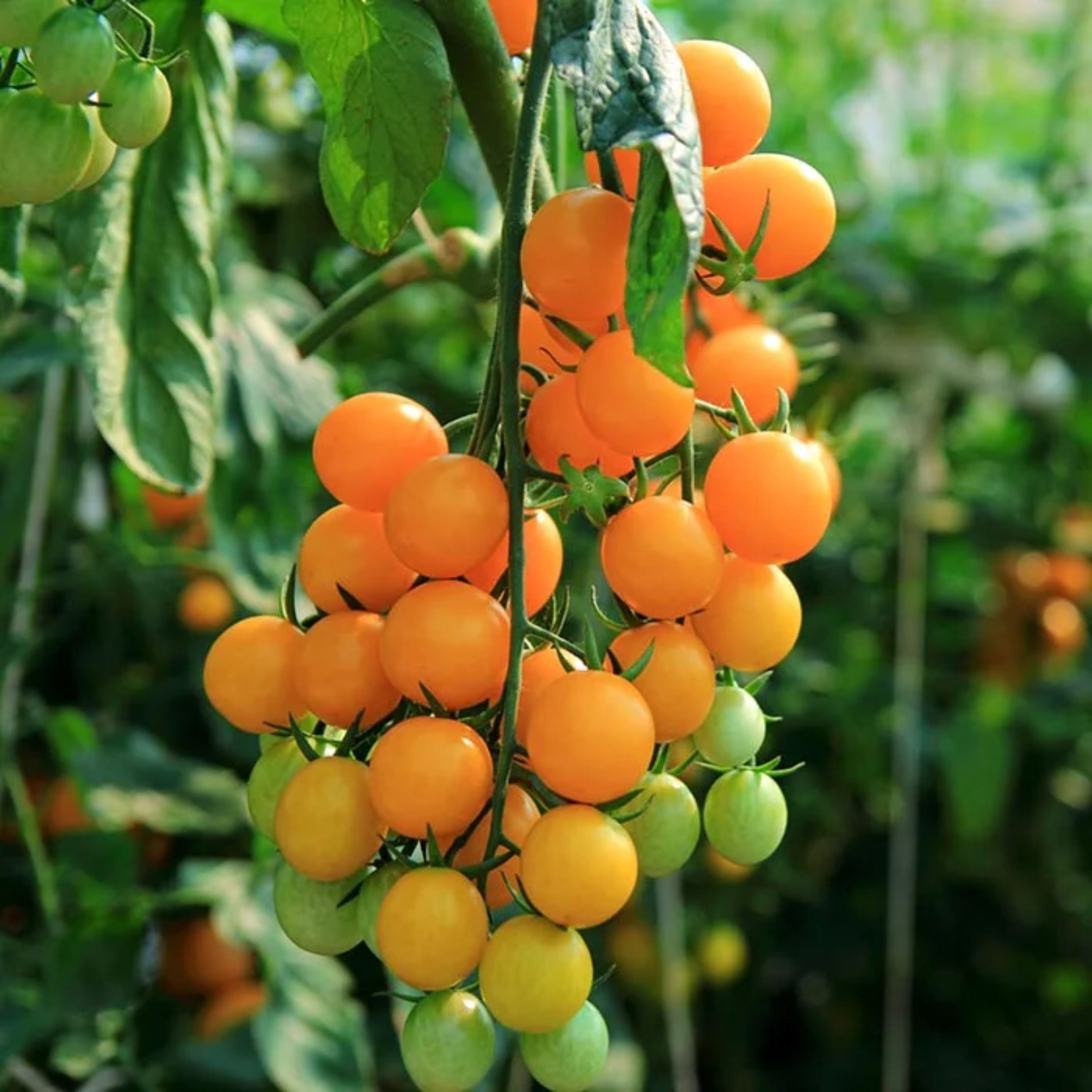 بذر گوجه فرنگی گیلاسی طلایی هیبرید ژاپنی بسته 5 عددی