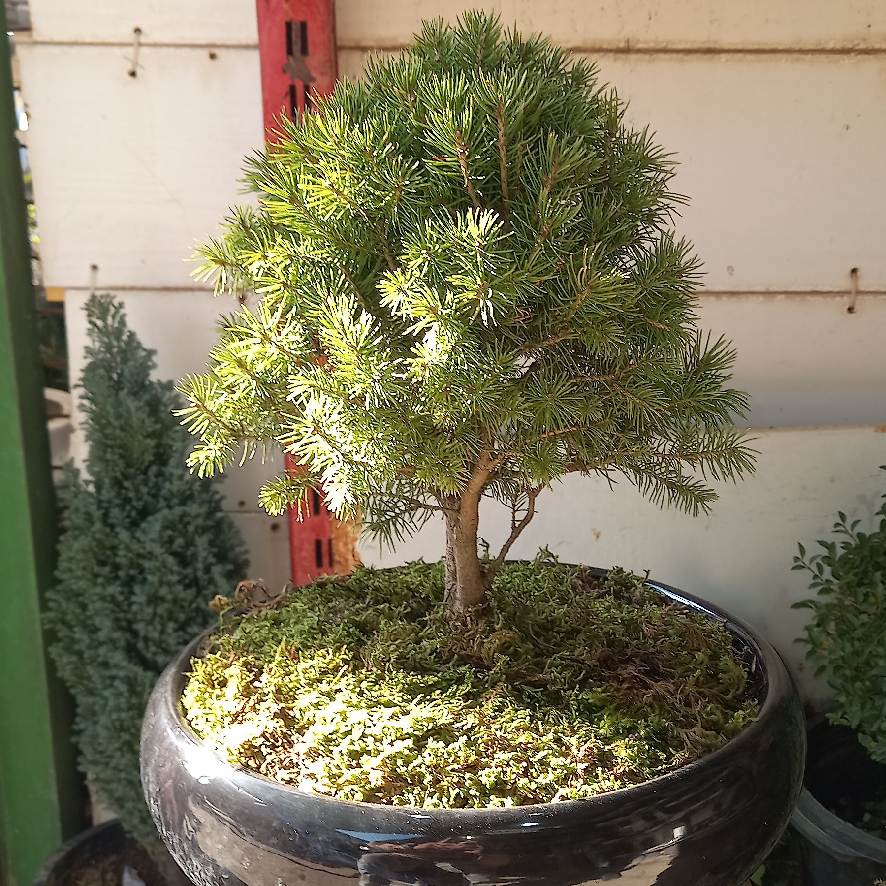 بونسای کاج کونیکا(پس کرایه)