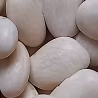 لوبیا سفید، ایرانی، تازه، بوجار شده و تمیز، خوش پخت