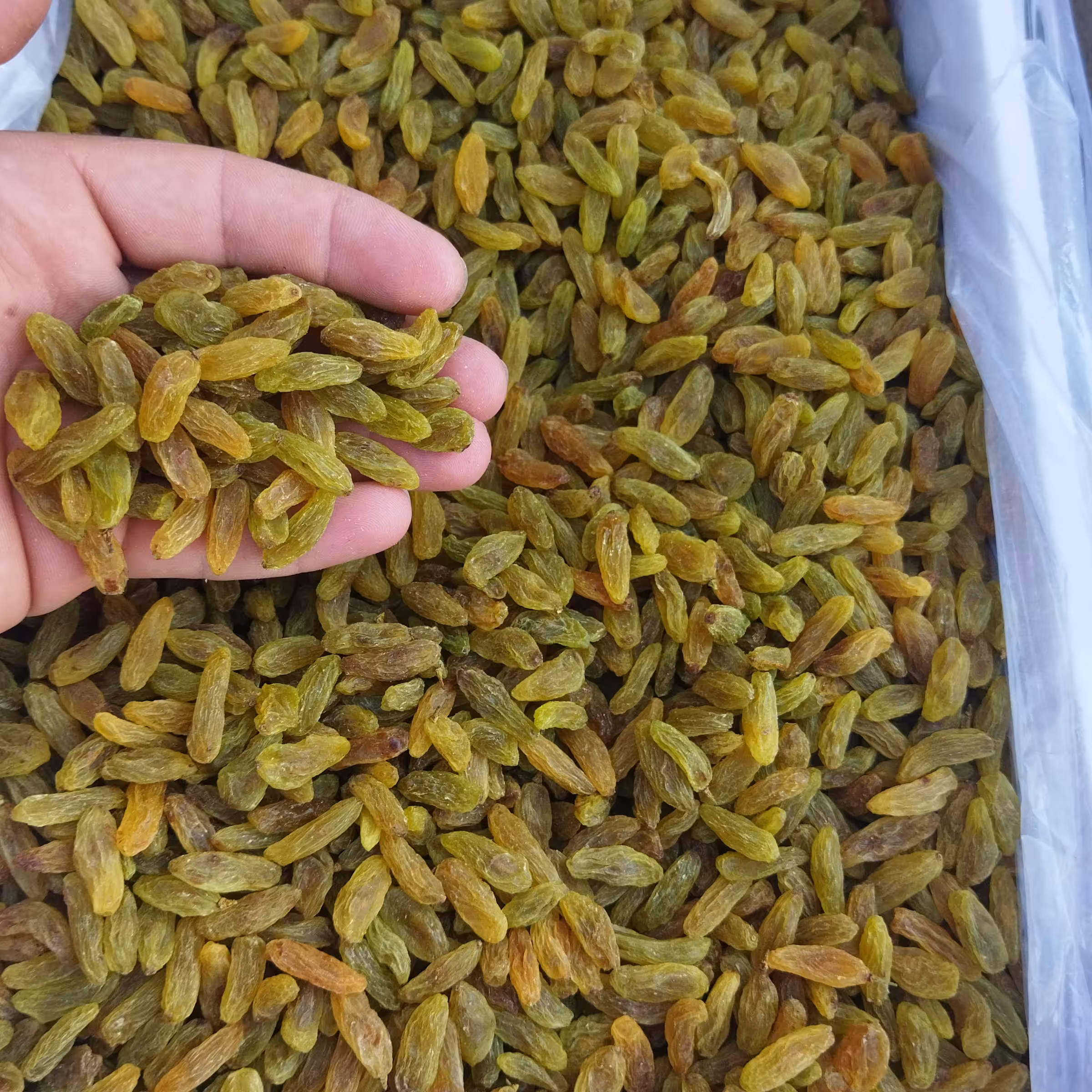 کشمش سبز جنس درج 2