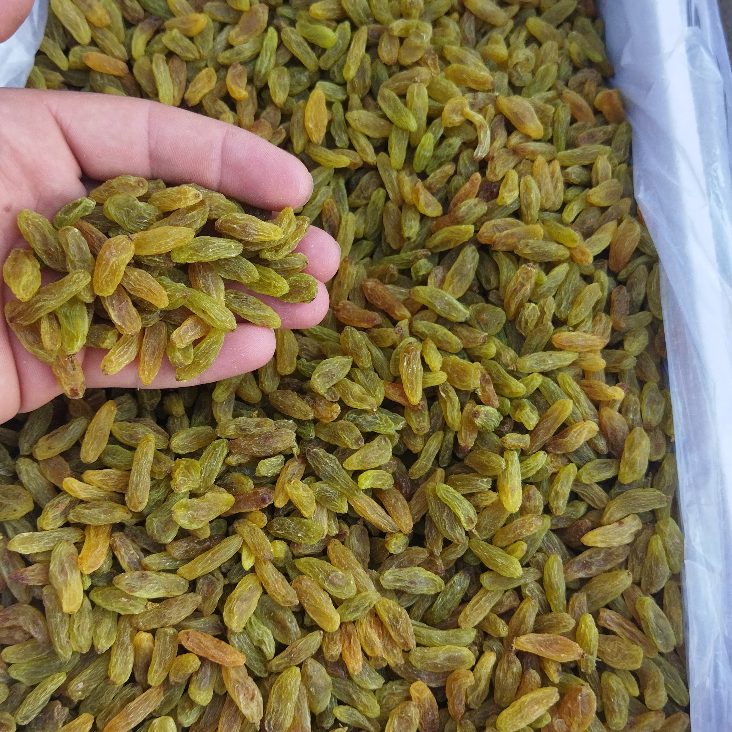 کشمش سبز جنس درج 2