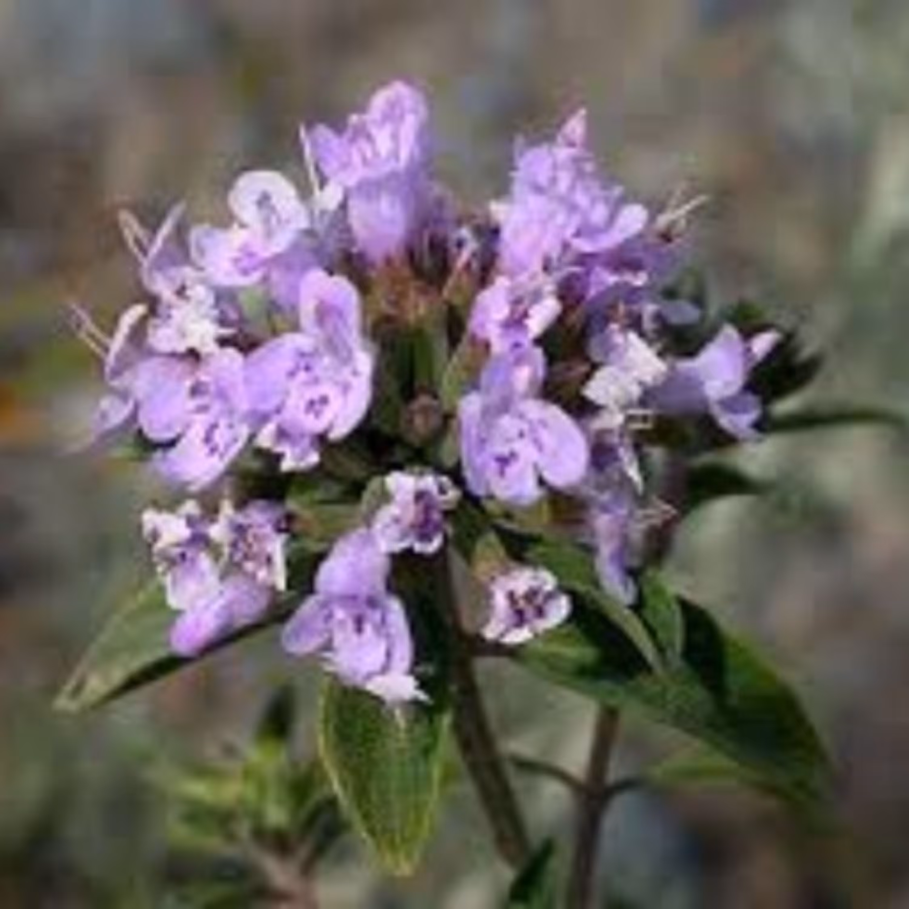 کاکوتی (آنخ) 50 گرم 