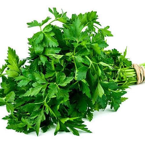 بذر جعفری