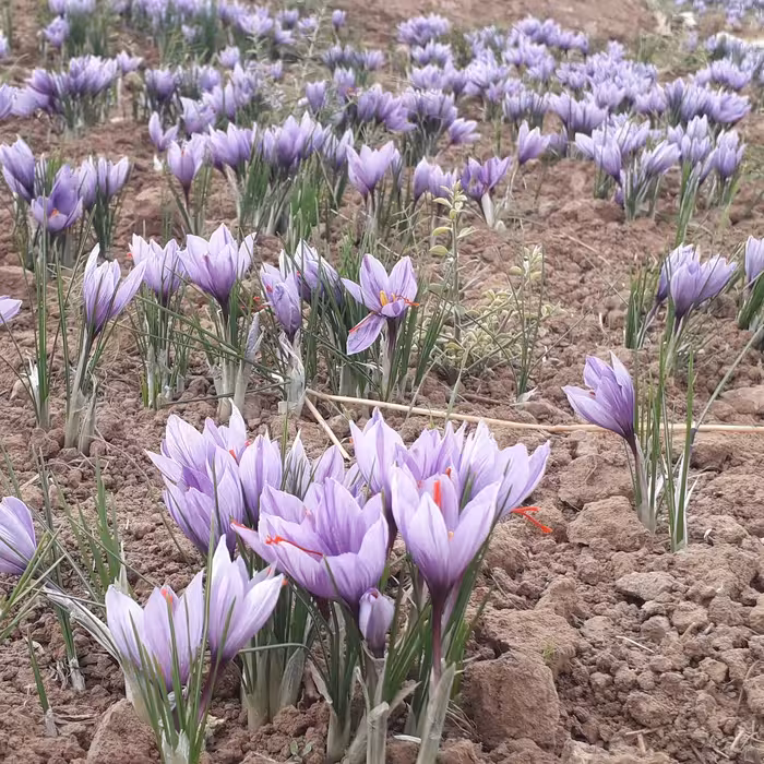 زعفران شکسته عالی