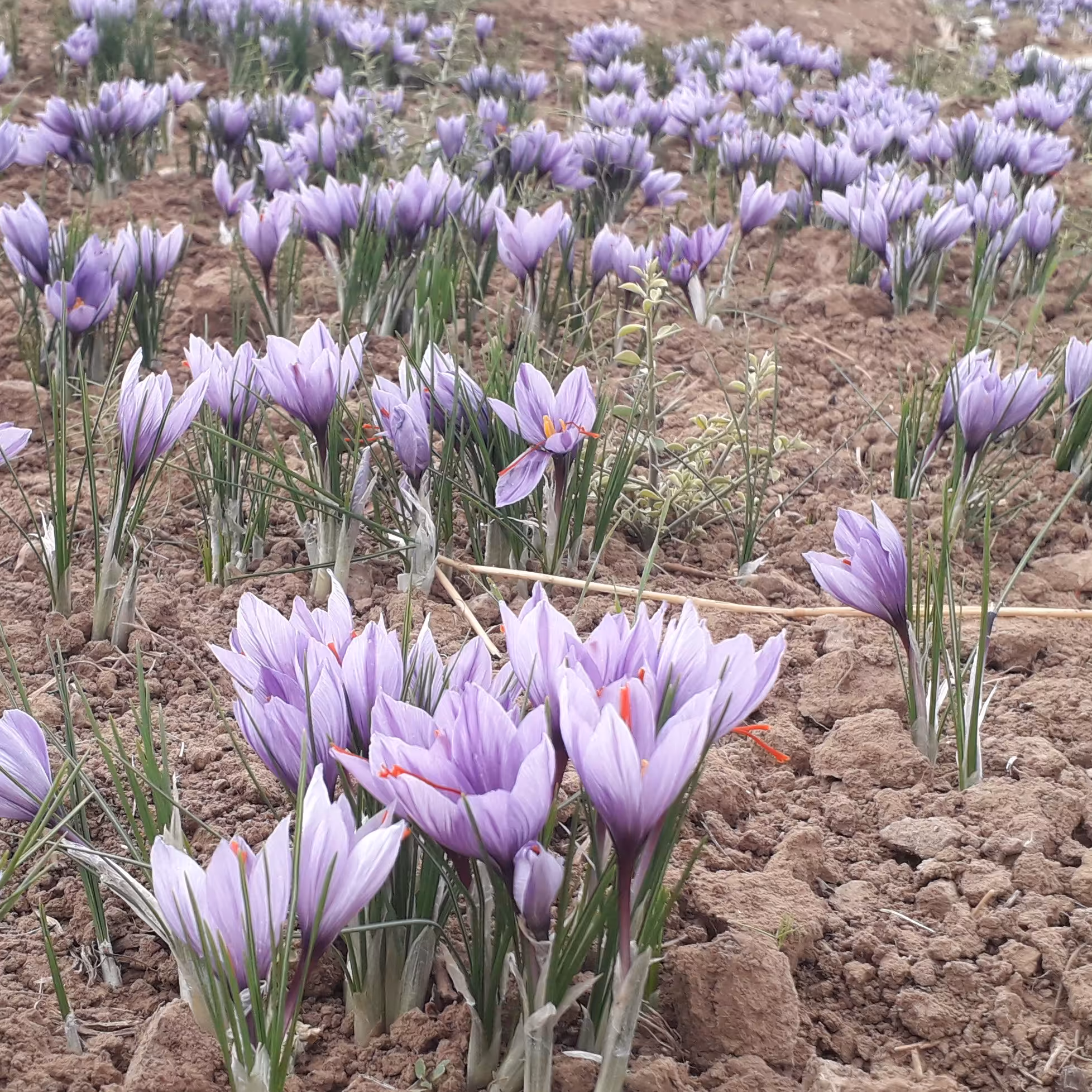 زعفران شکسته عالی