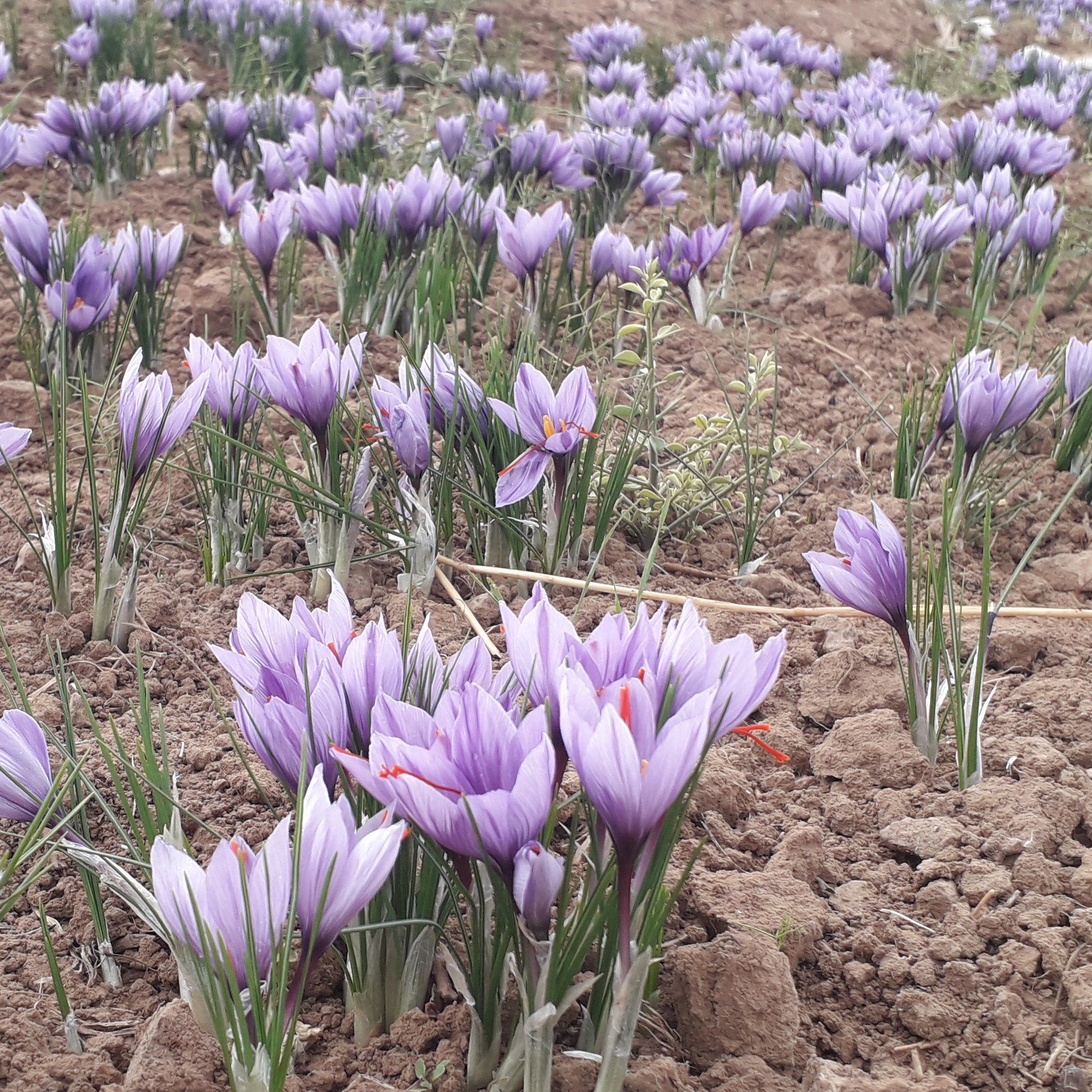 زعفران شکسته عالی