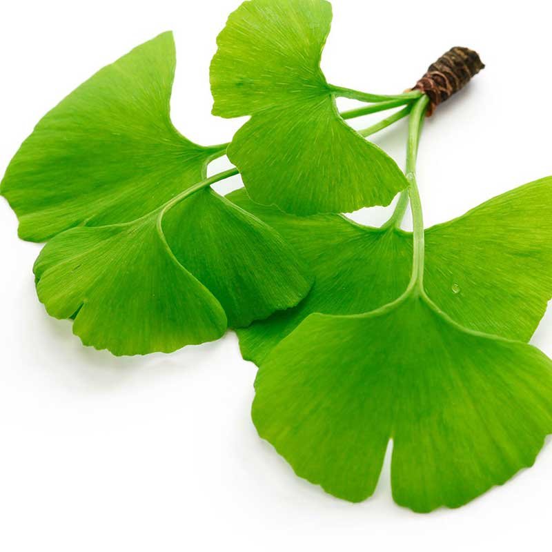 پودر عصاره جینکوبیلوبا بیلوبا بالک 25 گرمی