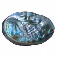 صدف آبالون طبیعی هفت رنگ مناسب دکورو کارهای تزیینی و رزینی