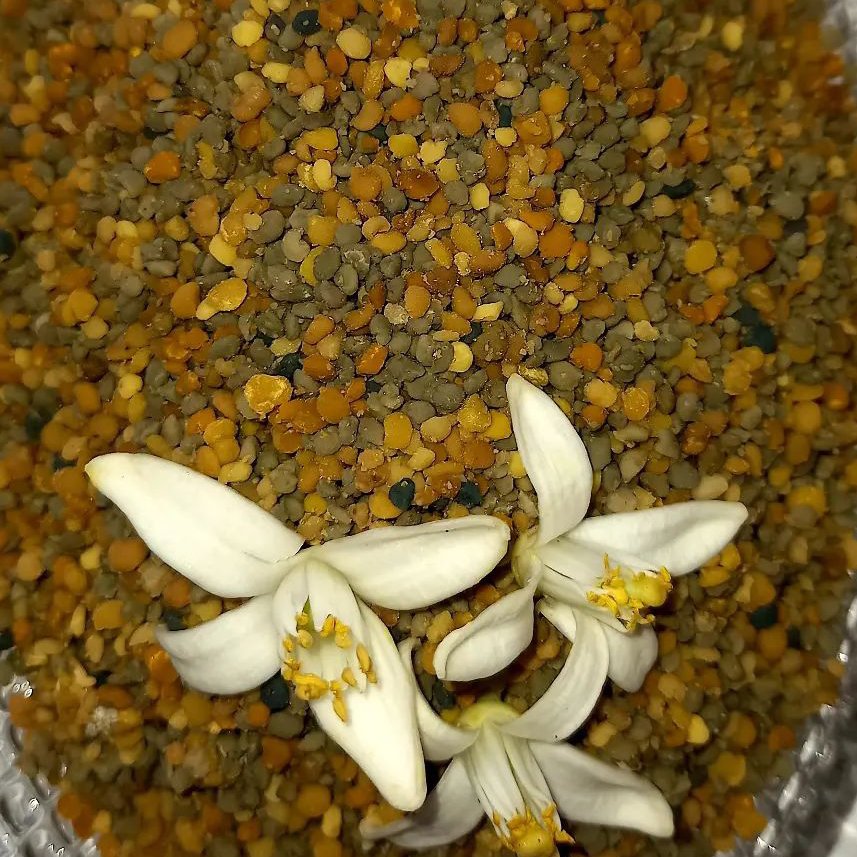گرده گل