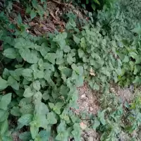 پونه به زبان  شمالی اوجی یا خالواش