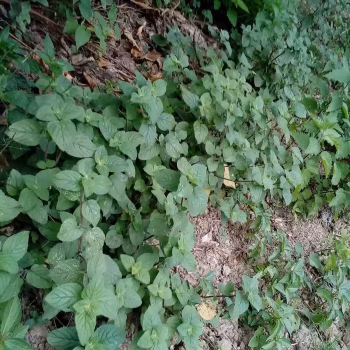 پونه به زبان  شمالی اوجی یا خالواش