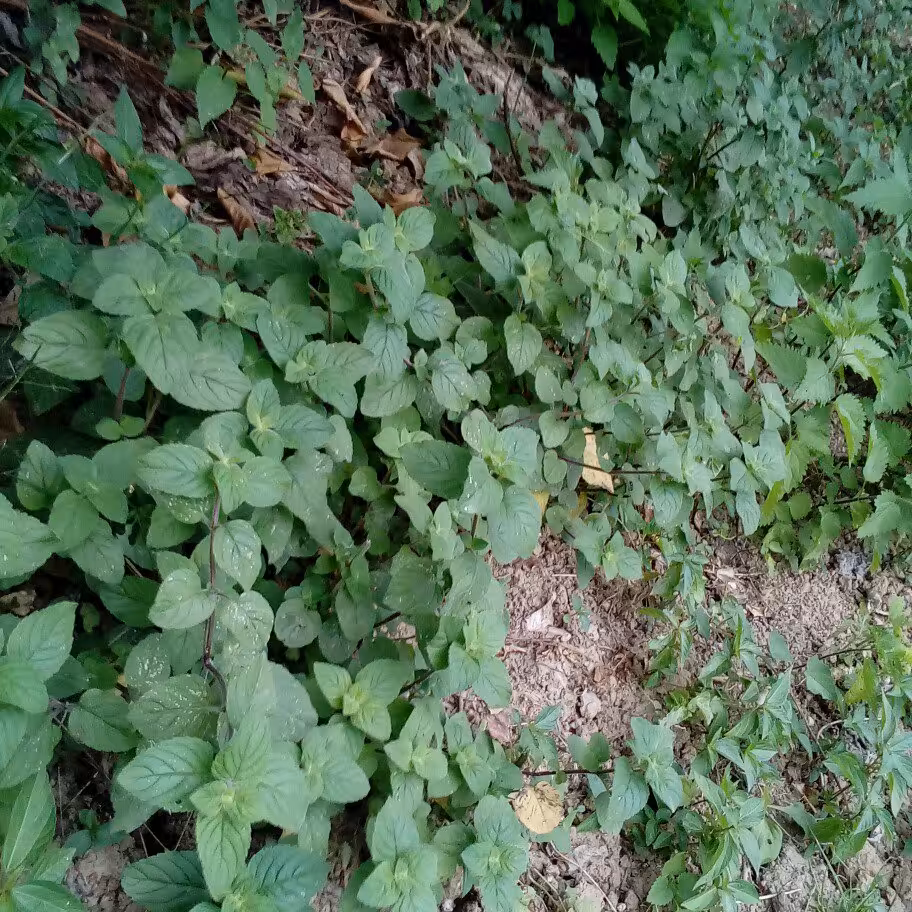 پونه به زبان  شمالی اوجی یا خالواش