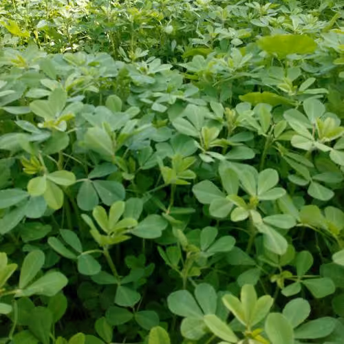 بذر شنبلیله یک پیمانه