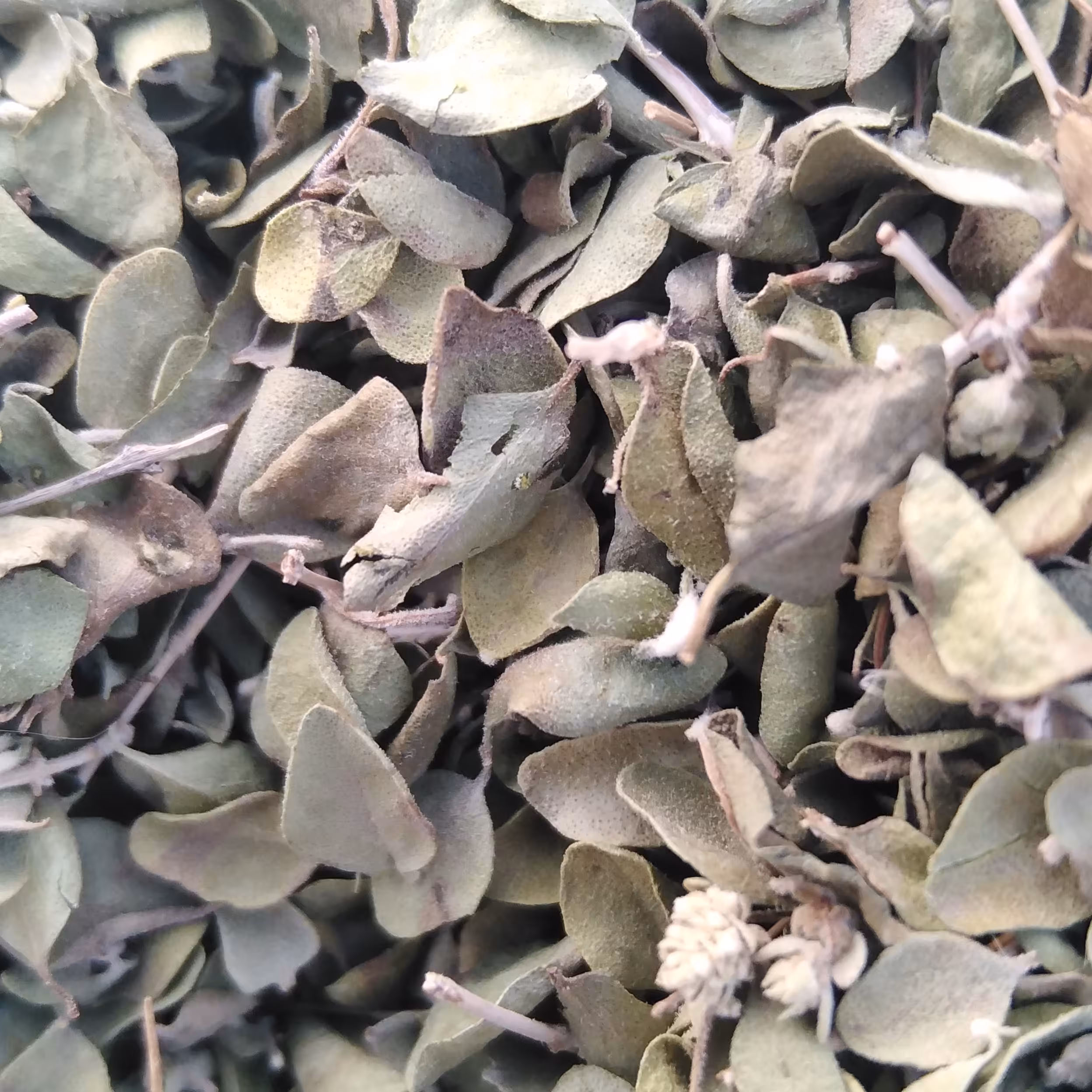 آویشن شیرازی پهن برگ  کیلویی  700 هزار تومان و مرغوب  35گرمی از کوهای جنوب استان فارس 