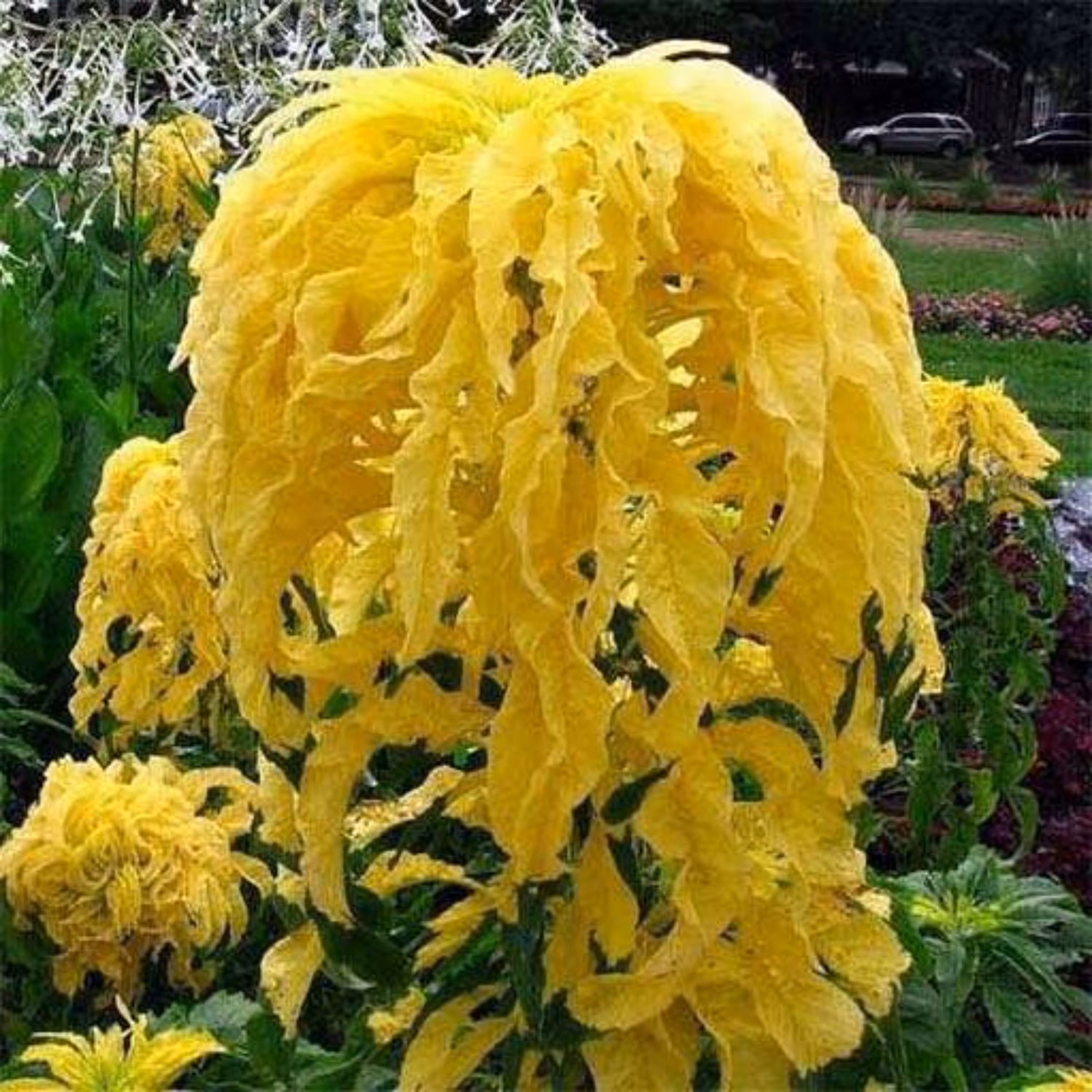 بذر گل آمارانتوس ابلق 1 گرمی