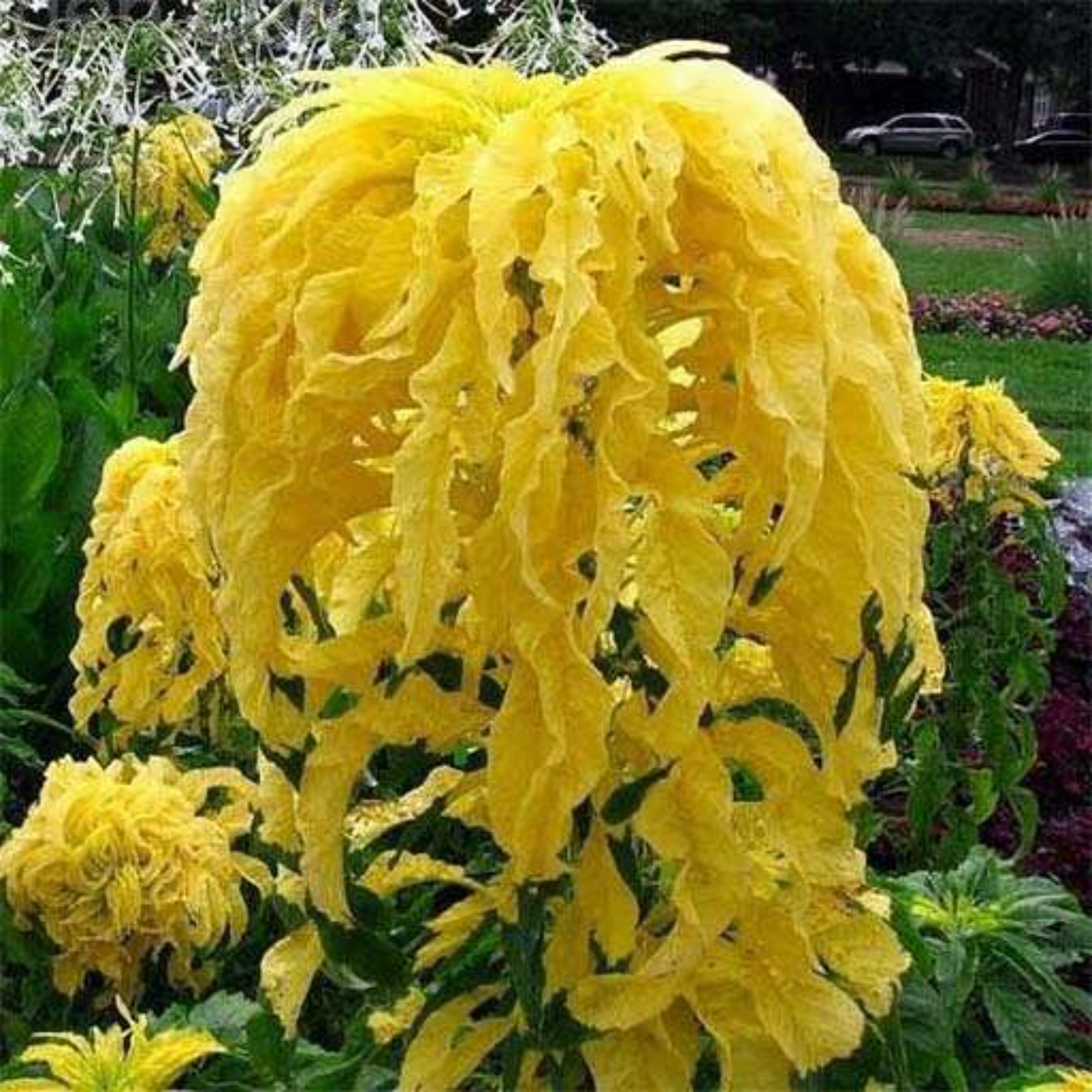 بذر گل آمارانتوس ابلق 1 گرمی