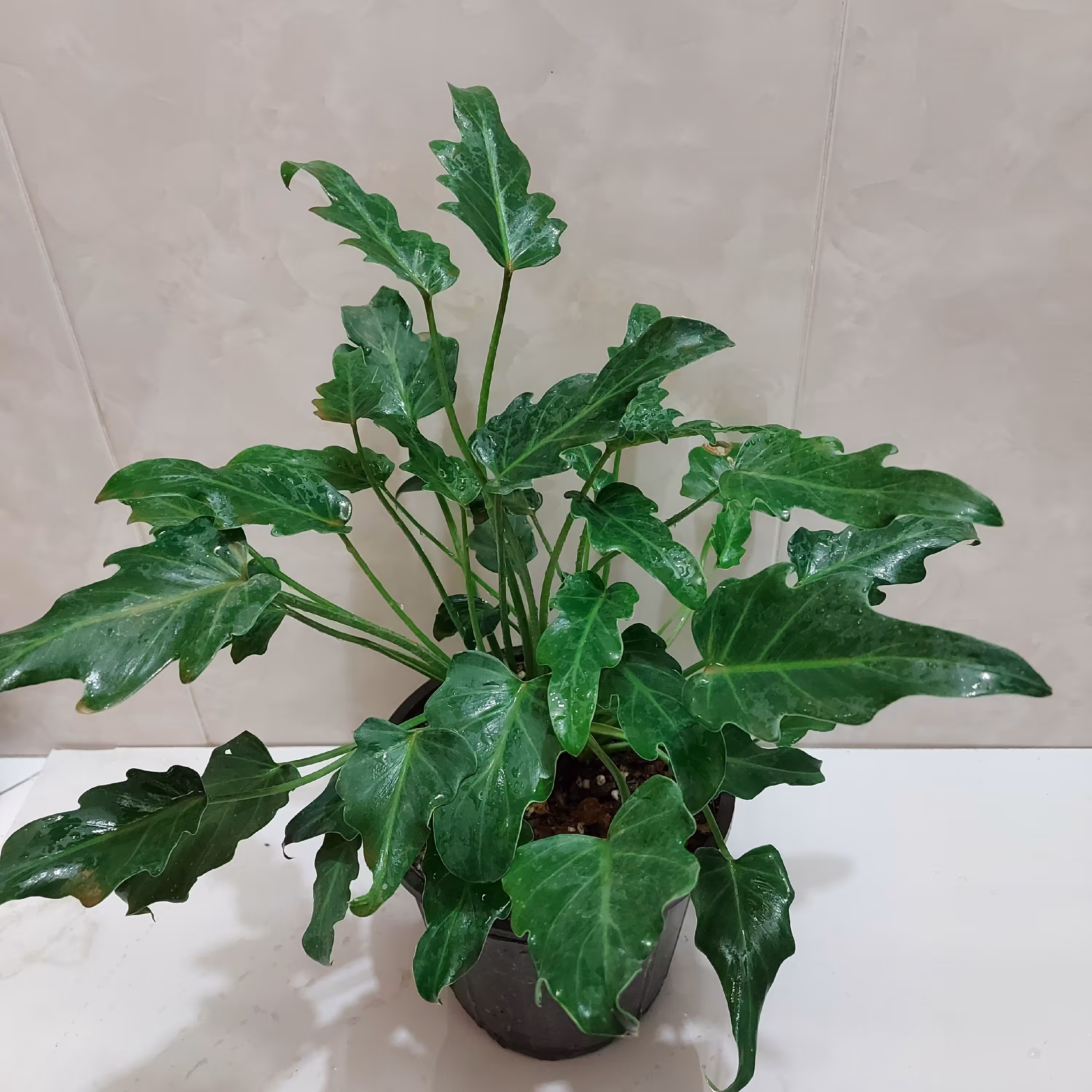 گلدان گل گیاه زانادو ارسال از طریق پیک و پس کرایه با مشتری