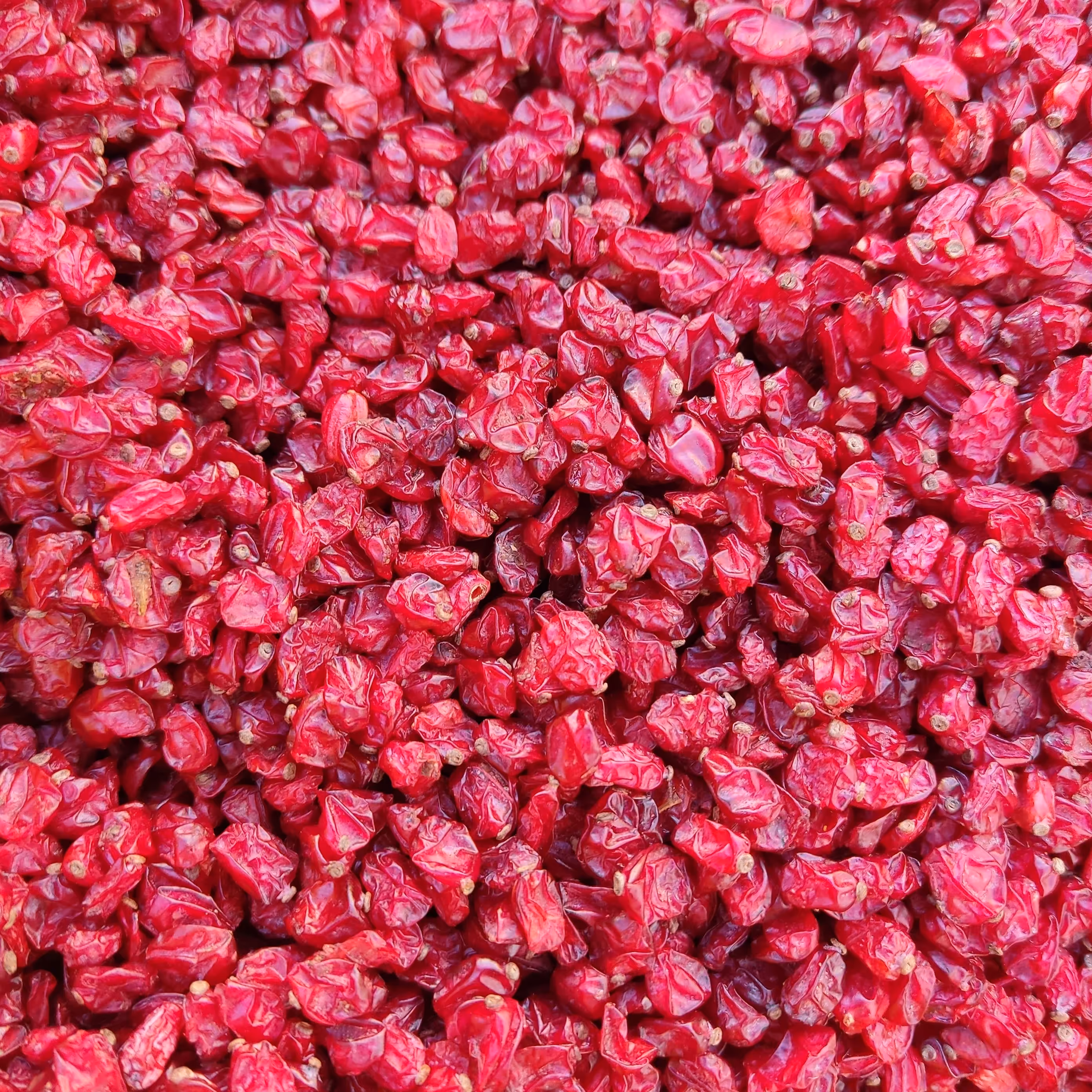 زرشک اناری درجه یک  خوشرنگ امسالی   یک کیلویی مستقیم از کشاورز خرید کنید .