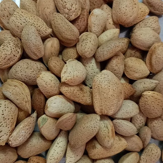 بادام سنگی محلی قائنات 