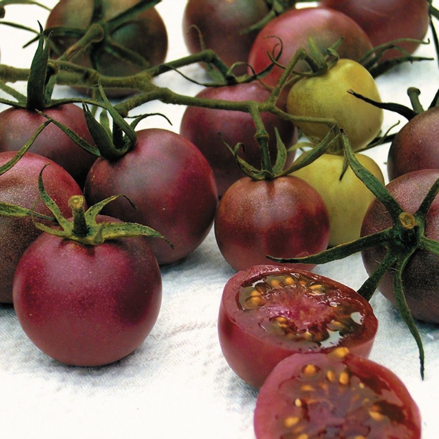 بذر گوجه فرنگی (بذر گوجه گیلاسی شکلاتی درختی )30عددی