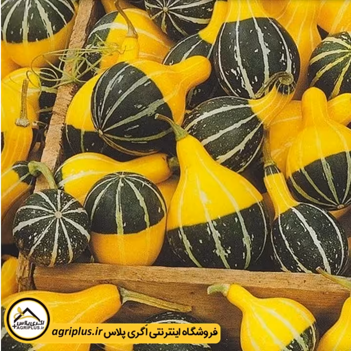 بذر کدو زینتی گلابی دو رنگ (Cucurbita Pepo Pear Bicolour) مولر