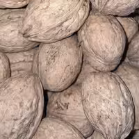 گردوی محلی زنجان