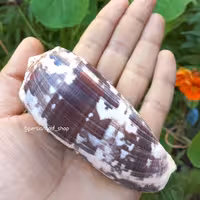 صدف کونوس طبیعی  با طرح و رنگ خاص و منحصر بفرد بسیار زیبا 