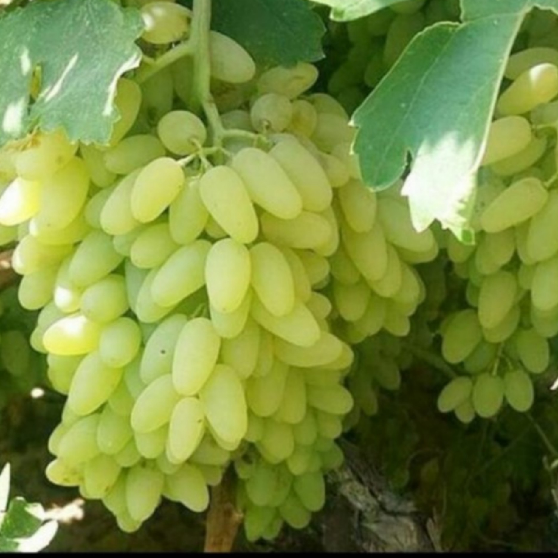 نهال انگور پیکامی(یکساله)