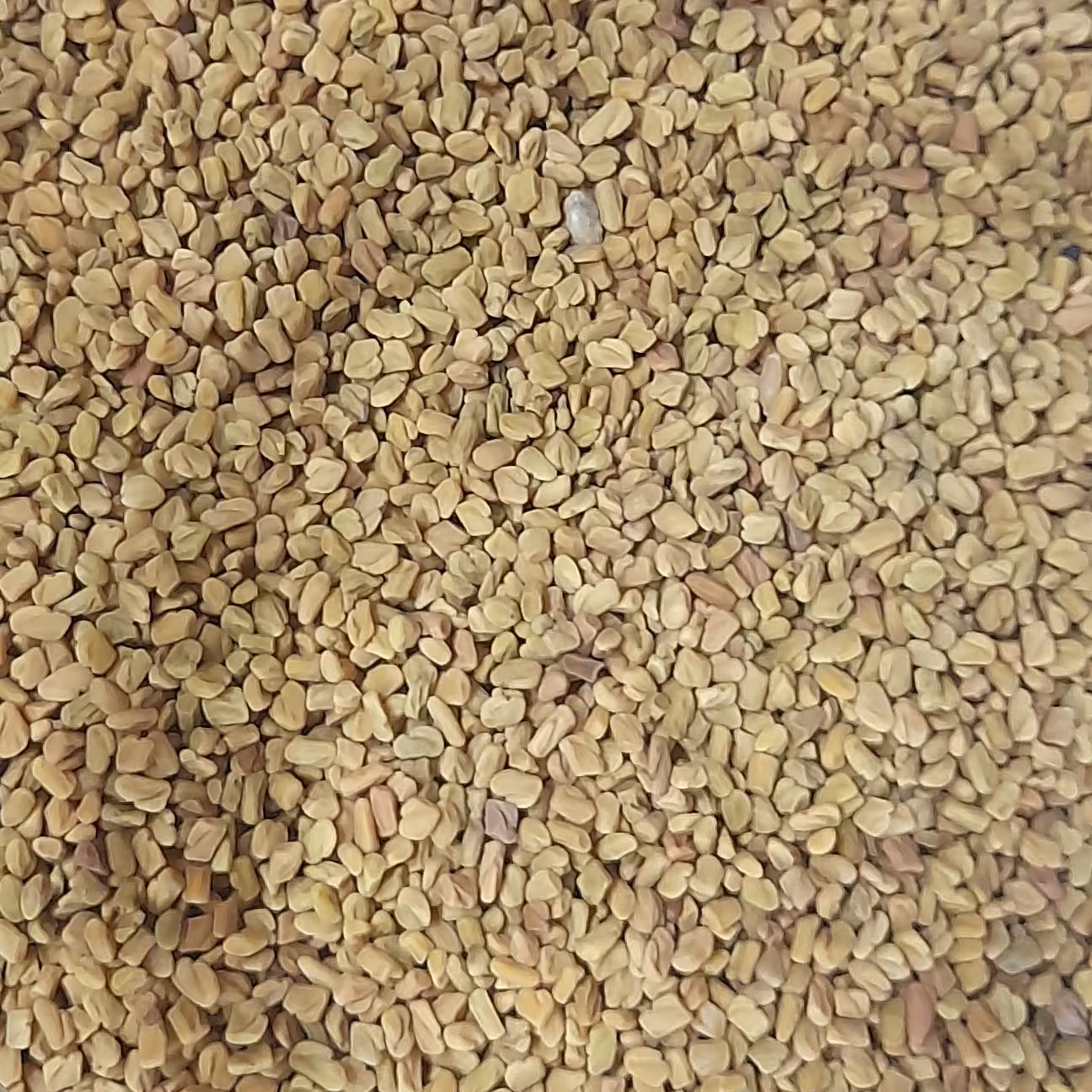 تخم شنبلیله فله 250 گرمی 