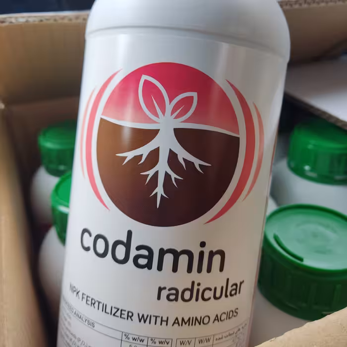 کود ریشه کدامین رادیکولار 