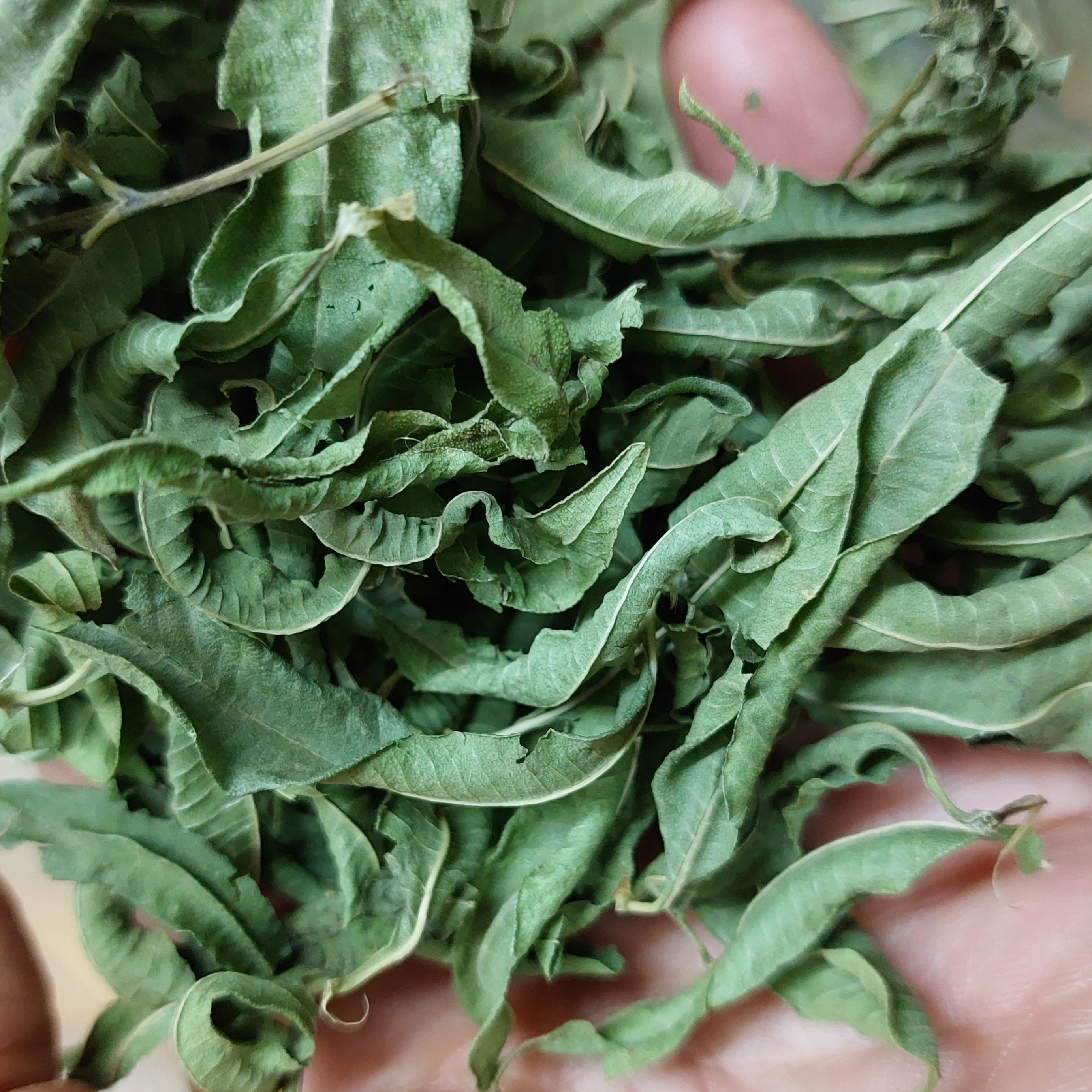 برگ به لیمودمنوش عالی 100گرمی تازه و معطر