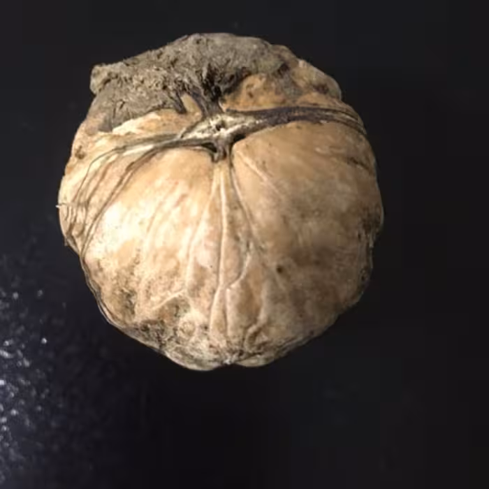 گردوی خشک درجه یک با پوست در وزن (5000 گرمی)