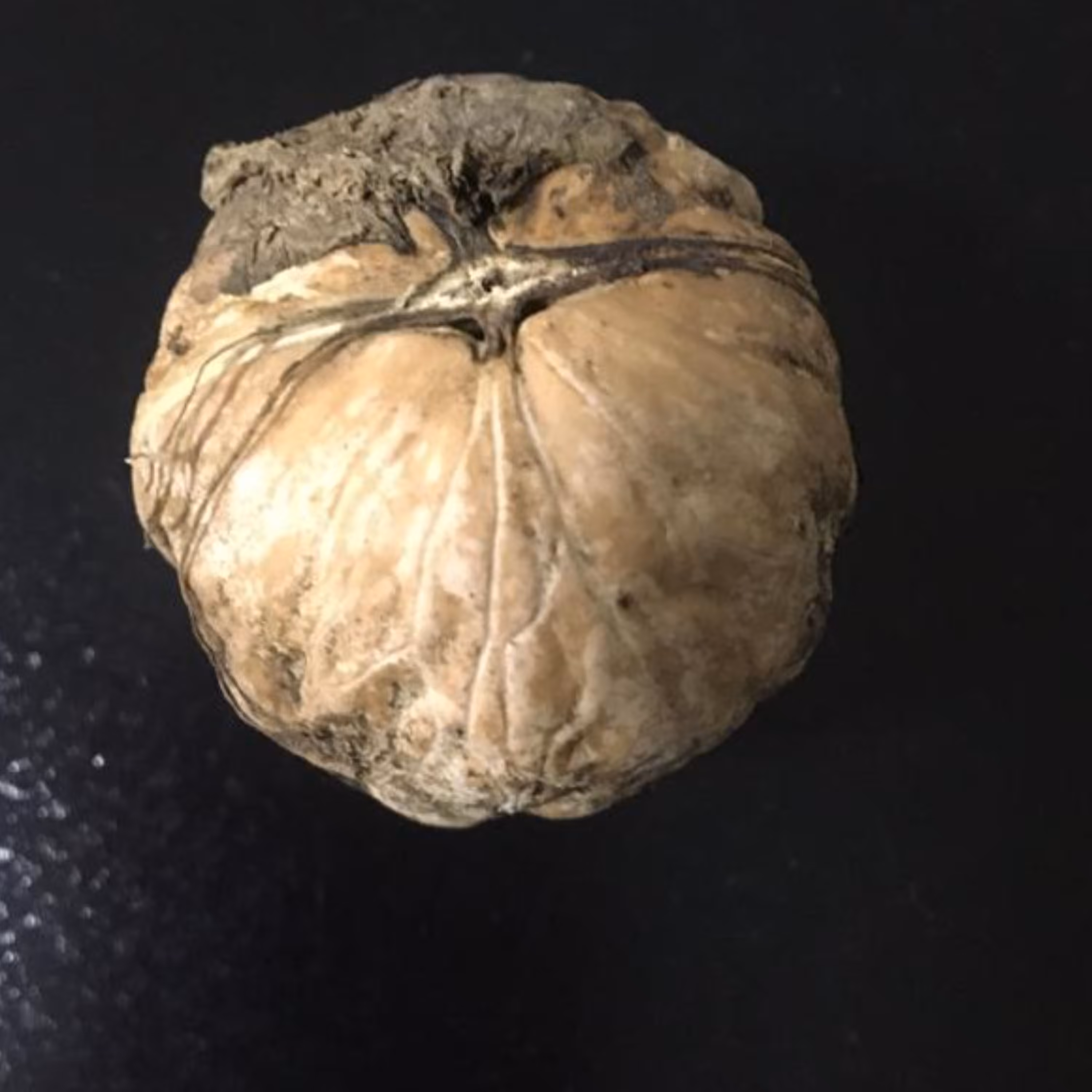 گردوی خشک درجه یک با پوست در وزن (5000 گرمی)