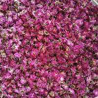 گل محمدی خشک شده درجه1محصول1402