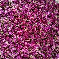 گل محمدی خشک شده درجه1محصول1402