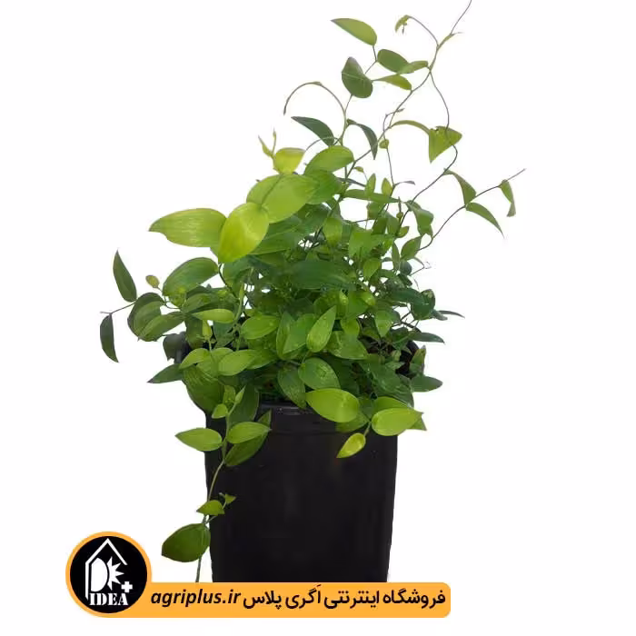 بذر آسپاراگوس Asparagus Medeoloides