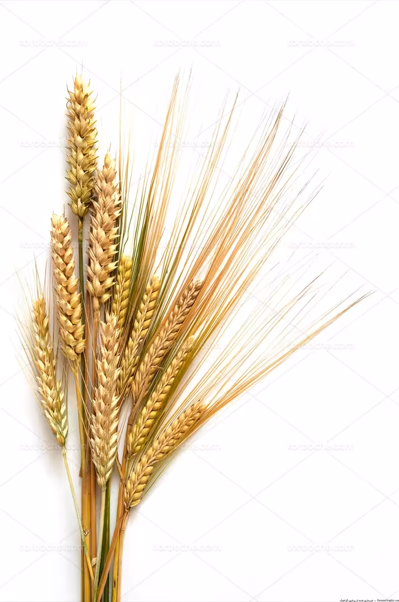 عکس خوشه های گندم تازه | گرافیک با طعم تربچه