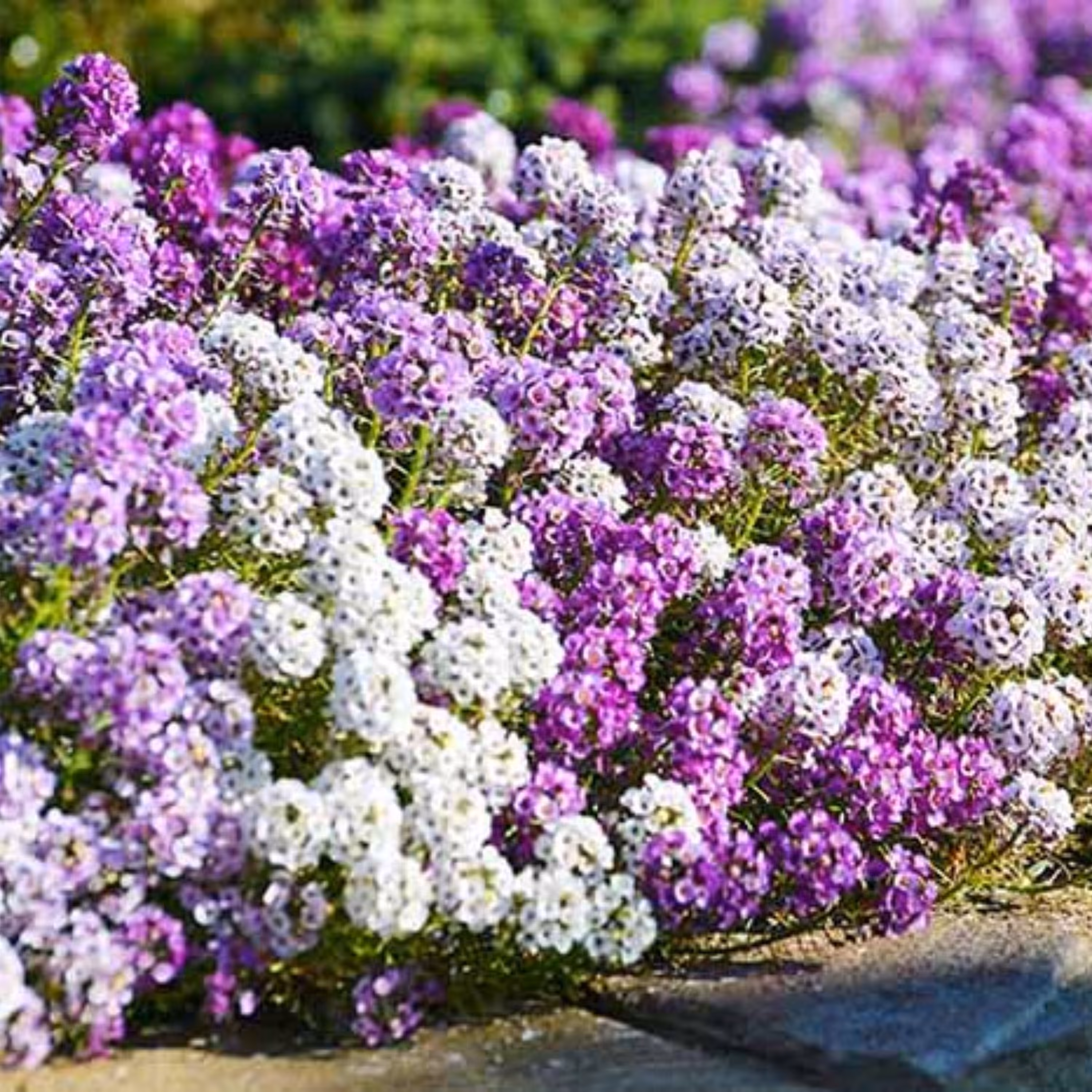 بذر گل عسل پاکوتاه معطر رنگارنگ بسته 200 عددی