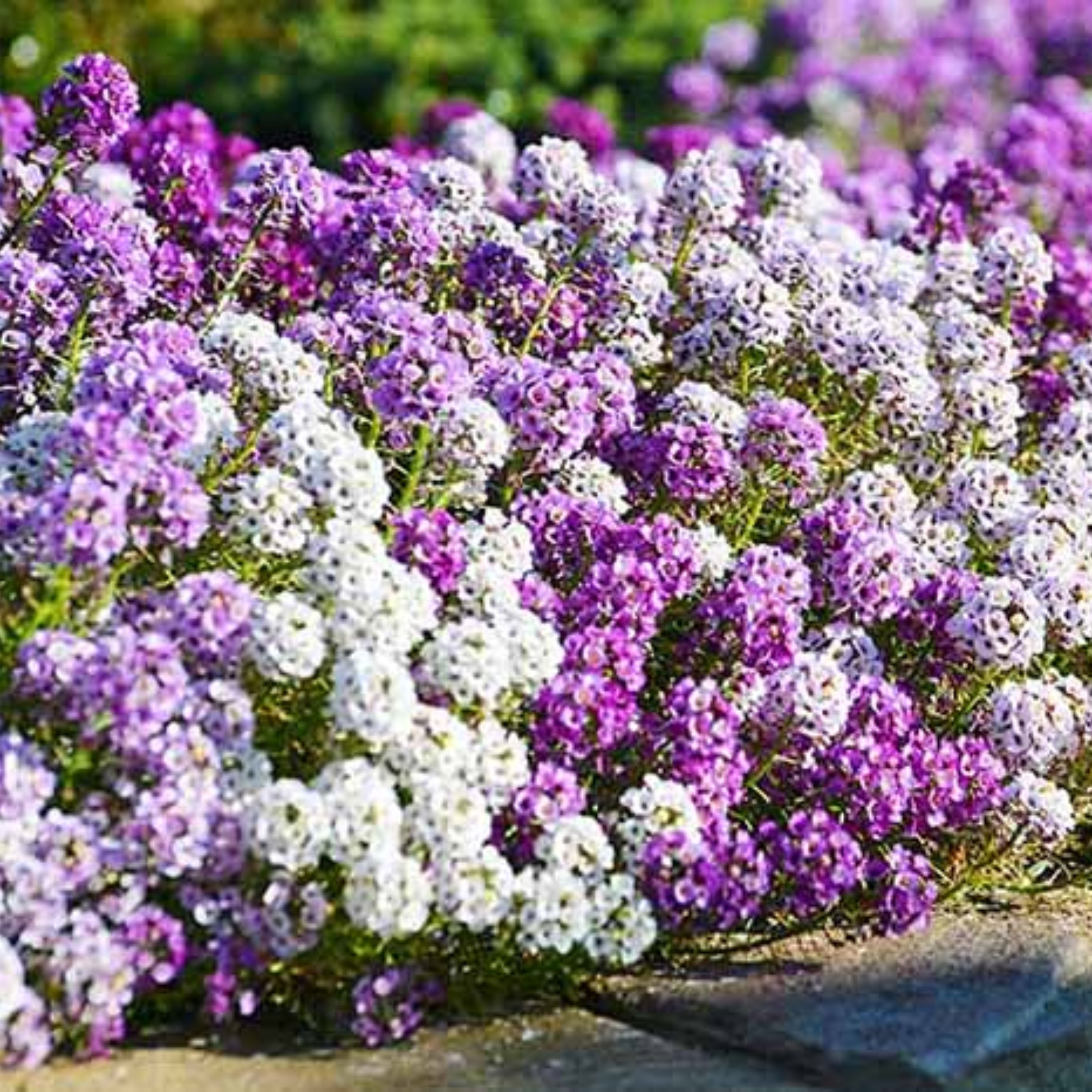 بذر گل عسل پاکوتاه معطر رنگارنگ بسته 200 عددی
