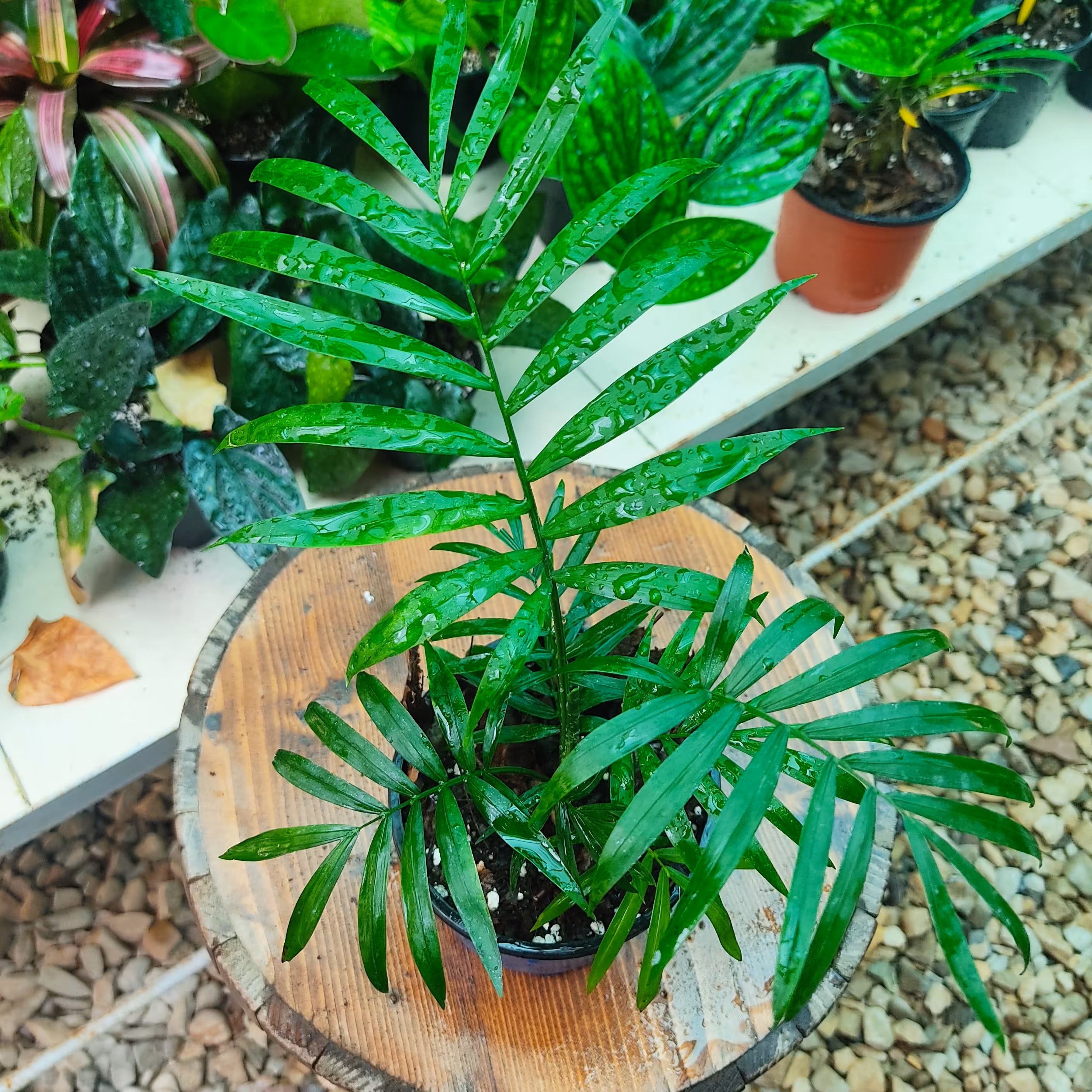 شامادورا گلدان 10