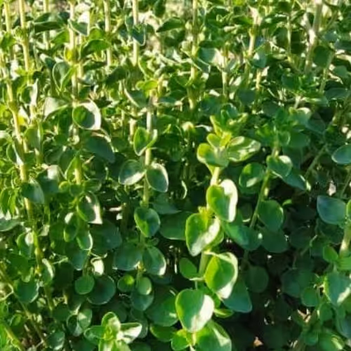 آویشن شیرازی 60 درصد برگ یک کیلویی