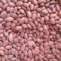 لوبیا قرمز خوشپخت محلی