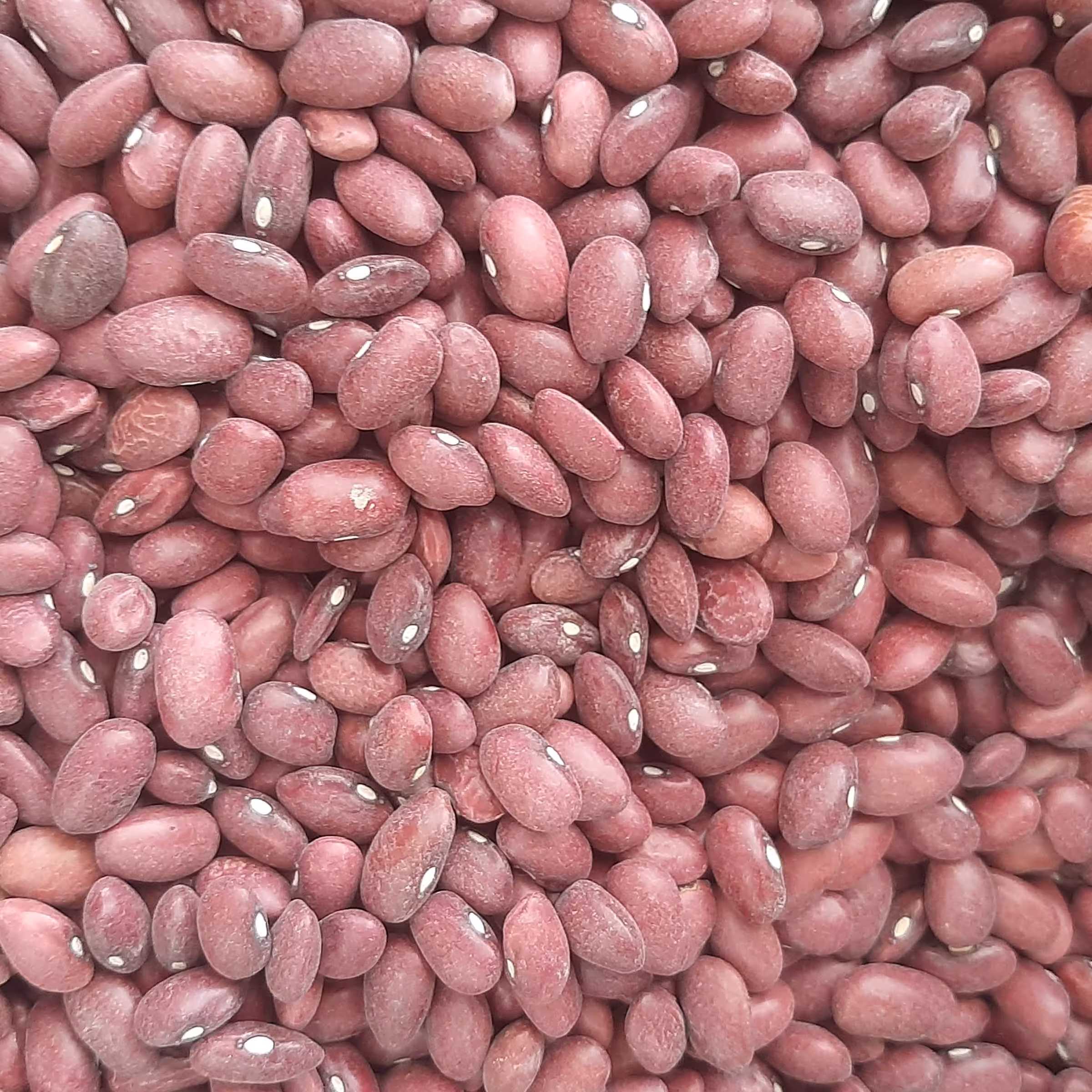 لوبیا قرمز خوشپخت محلی