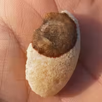 سنگ راف حبه عقیق باباقوری تک چشم درشت قدمت دار کهنه موکول دار قوی خارق العاده شاهکار خلقت 100 در 100 طبیعی
کد 8528