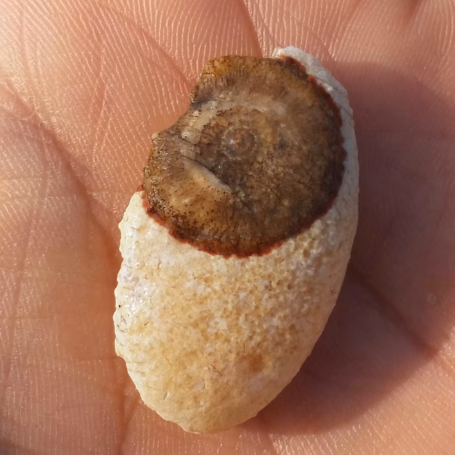 سنگ راف حبه عقیق باباقوری تک چشم درشت قدمت دار کهنه موکول دار قوی خارق العاده شاهکار خلقت 100 در 100 طبیعی
کد 8528